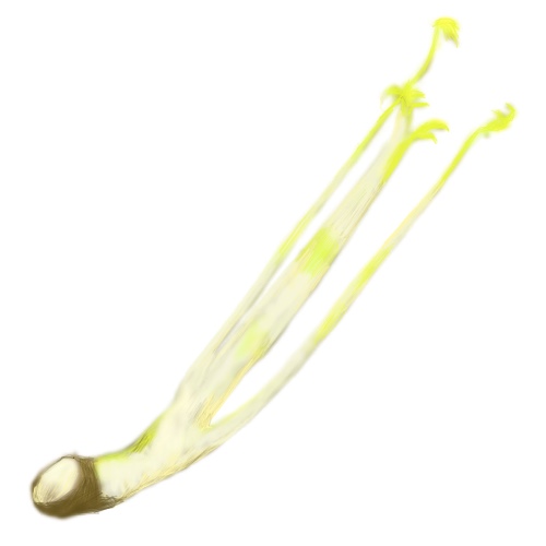（うど類）　うど　茎　水さらしのフリー画像