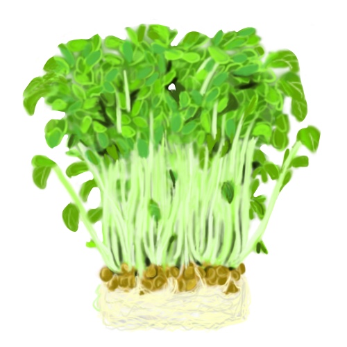 トウミョウのフリー画像