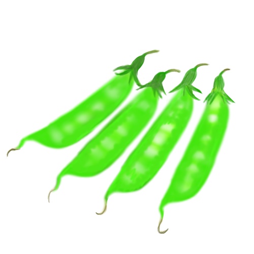 さやえんどうのフリー画像